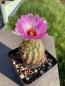 Preview: Thelocactus schwarzii